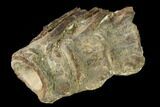 Fossil Fish (Ichthyodectes) Dorsal Vertebrae - Kansas #136477-2